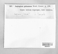 Scytinium palmatum image